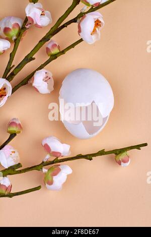 Empty broken chicken egg and flowers. Stock Photo