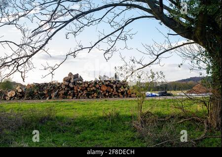 Aylesbury Vale, UK. 12th April, 2021. Trees felled by HS2 at Road Barn Farm are piled high ready to be taken away. Residents across the Chilterns are outraged at the level of destruction that HS2 are causing to the Chilterns which is an AONB. The HS2 High Speed Rail 2 from London to Birmingham won't benefit Buckinghamshire in any way as there will be no stations for passengers to use in Buckinghamshire. Credit: Maureen McLean/Alamy Stock Photo