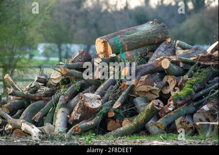 Aylesbury Vale, UK. 12th April, 2021. Trees felled by HS2 at Road Barn Farm are piled high ready to be taken away. Residents across the Chilterns are outraged at the level of destruction that HS2 are causing to the Chilterns which is an AONB. The HS2 High Speed Rail 2 from London to Birmingham won't benefit Buckinghamshire in any way as there will be no stations for passengers to use in Buckinghamshire. Credit: Maureen McLean/Alamy Stock Photo