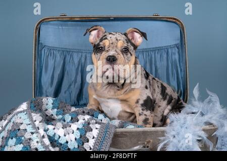 A Portrait of a cute old english bulldog puppy in a suitcase with a plaid on a blue background