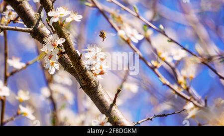 Spring background. Horizontal image with copy space for text and design with spring blossomed flowers. Honey bees pollinating the trees in the garden. Stock Photo
