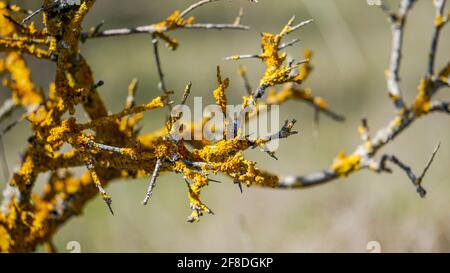Sick tree branches with yellow parasitic fungus named Maritime sunburst lichen or Xanthoria parietina. Detailed picture of yellow shore lichen on tree Stock Photo