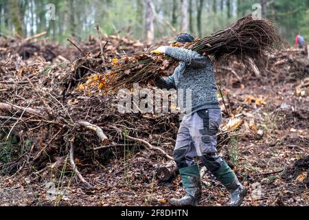Reforestation in the Arnsberg forest near Rüthen-Nettelstädt, district of Soest, forest workers distribute young oak trees, 2 years old, to previously Stock Photo