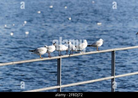 six seagulls sitting on a railing at the pier, in the background you can see the beautiful blue lake with swimming waterfowl, by day, without people Stock Photo
