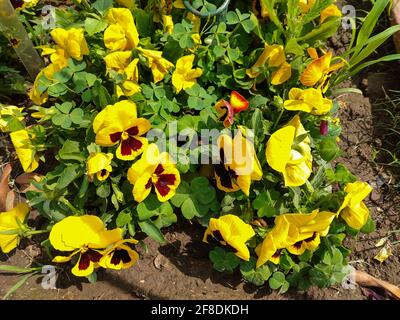 Wild flowers are grown in the park Stock Photo - Alamy