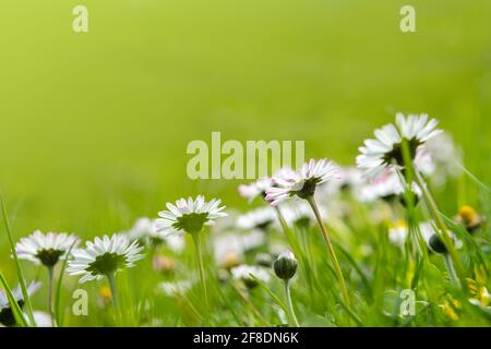 Bellis perennis: Daisy blooms in spring on the lawn. Field of daisy blossoms in a green meadow Stock Photo
