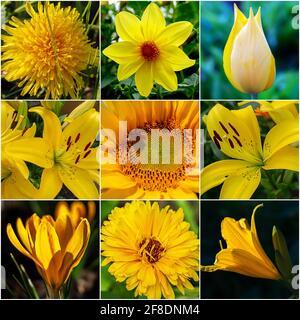 yellow floral collage. Bright set for summer background. Decorative photo for cover, postcard or design. Stock Photo