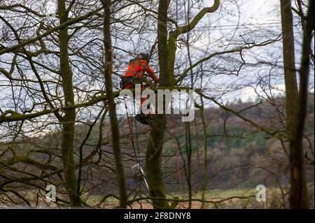 Aylesbury Vale, UK. 9th April, 2021. HS2 were back in the ancient woodland of Jones Hill Wood today felling trees. Environmental activists trying to protect Jones Hill Wood are taking legal action against Natural England who granted the licence to HS2 fell Jones Hill Wood despite it having rare barbastelle bats in the wood. The controversial and massively over budget High Speed 2 rail link from London to Birmingham is carving a huge scar across the Chilterns which is an AONB. Credit: Maureen McLean/Alamy Stock Photo