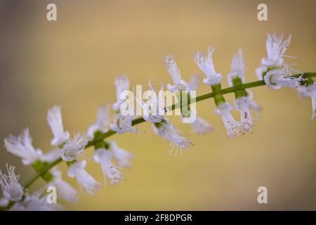 Cajeput (Melaleuca cajuputi ) blooming flower in daylight Stock Photo