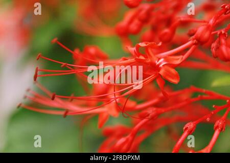 Close up flowers of Clerodendrum japonicum (Japanese Glorybower) Stock Photo