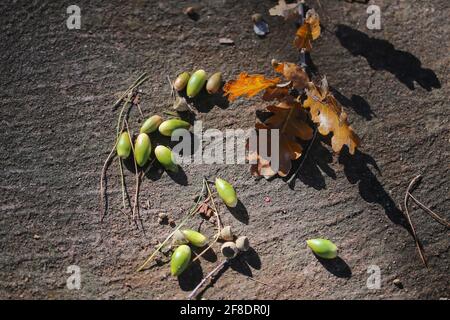 Quercus pubescens (downy oak or pubescent oak, a species of white oak) Dry leafs and seeds falling on the ground Stock Photo