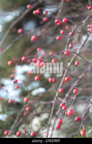 Red rosehip berries in winter Stock Photo