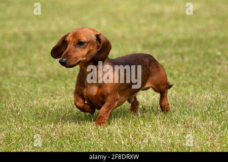 Mini smooth haired Dachshund Stock Photo