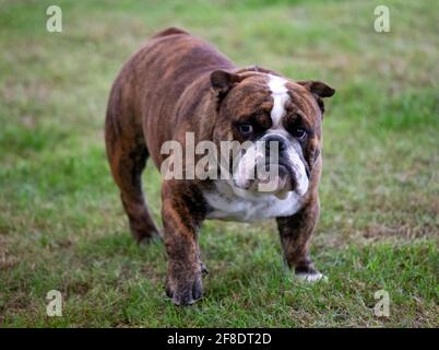 White tiger sale striped bulldog