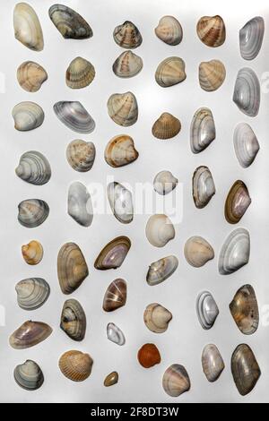 Lots of different seashells on white background Stock Photo