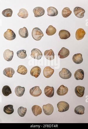 Lots of different seashells on white background Stock Photo