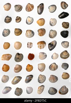 Lots of different seashells on white background Stock Photo