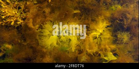 Panorama of the underwater flora. Seaweed close-up in sunlight. Bright abstract sea background. Stock Photo
