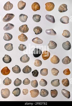 Lots of different seashells on white background Stock Photo