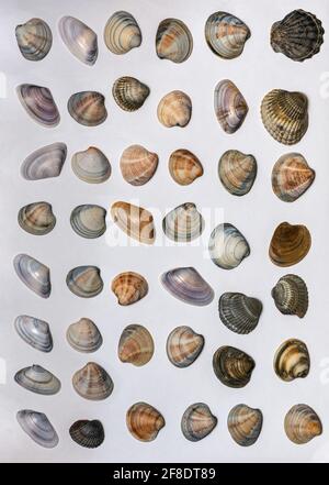 Lots of different seashells on white background Stock Photo