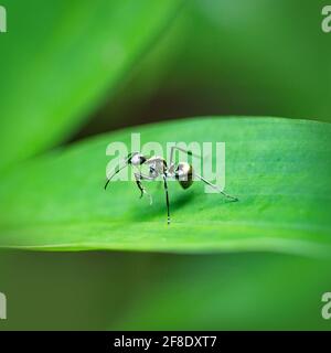 Black carpenter ant on green leaf background Stock Photo