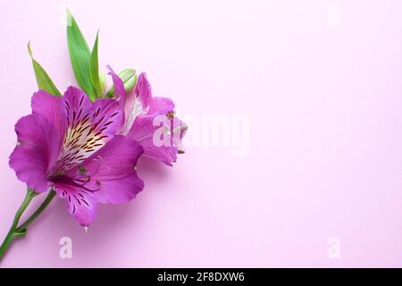 Beautiful Alstroemeria flowers. Pink flowers and green leaves on delicate pink background. Peruvian Lily. Top view with space for text..