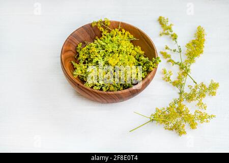 Galium verum, lady bedstraw or yellow bedstraw used in alternative medicine in wooden plate on white table. Medicinal herbs Hypericum for Homeopathic Stock Photo