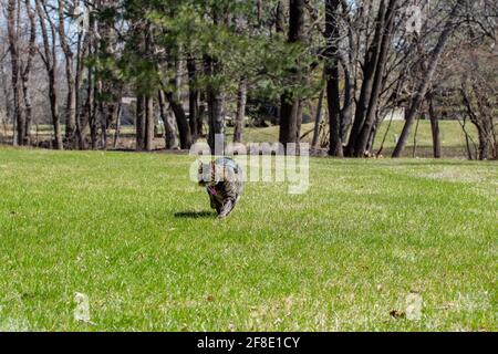 This image shows a low angle view of a gray and brown striped tabby cat walking across a large grass lawn towards the camera on a sunny day, with tree Stock Photo