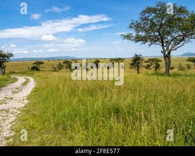 Serengeti National Park, Tanzania, Africa - February 29, 2020: Tree in grassland of the Serengeti