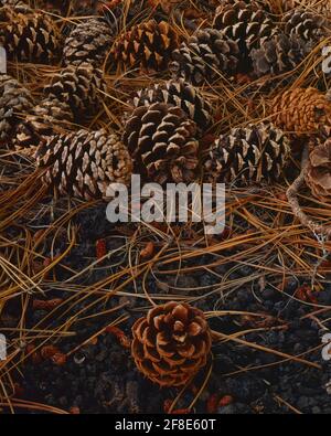 Sunset Crater National Monument  AZ / SEPT Ponderosa pinecones on a bed of needles and volcanic cinder. Stock Photo