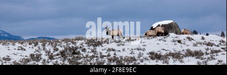 WY04646-00...WYOMING -  Bull Elk in Yellowstone National Park. Stock Photo