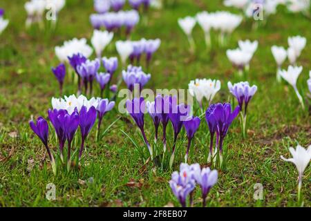 Purple crocus flowers on green lawn in early spring Stock Photo