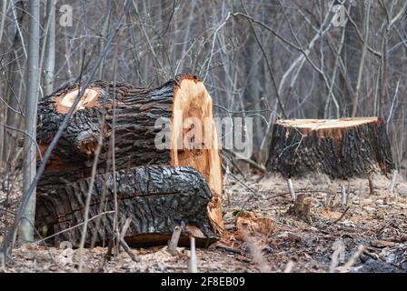 Stump of old cut-off tree in public park or forest - cutting down diseased trees Stock Photo