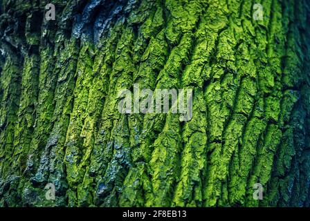 Dark green textured bark texture of an old tree covered with moss Stock Photo