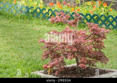 small red maple in a garden in spring acer palmatum Stock Photo