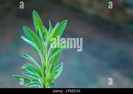sage plant close up view with sunlight on defocused dark background Stock Photo
