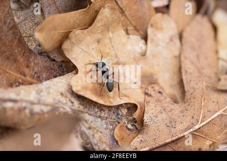 Easter Carpenter Ant on Leaf in Springtime Stock Photo