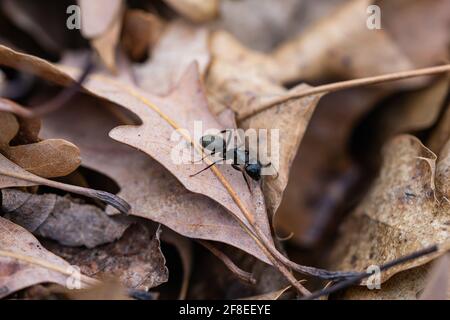 Easter Carpenter Ant on Leaf in Springtime Stock Photo