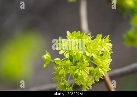 Norway Maple Flowers in Springtime Stock Photo