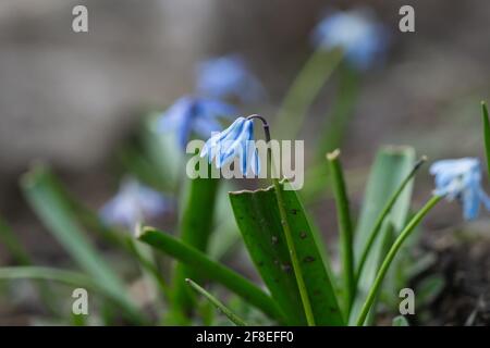 Squill Flowers in Bloom in Springtime Stock Photo