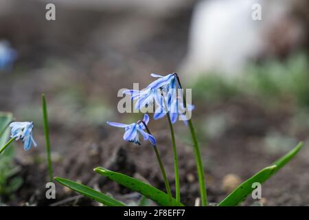 Squill Flowers in Bloom in Springtime Stock Photo