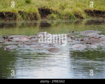 Masai Mara, Kenya, Africa - February 26, 2020: Hippos in pond at Keekorok Lodge in Masai Mara Game Reserve Stock Photo