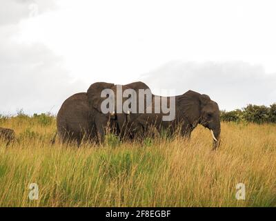 Masaai Mara, Kenya, Africa - February 26, 2020: African elephants in tall grass on Safari, Masaai Mara Game Reserve