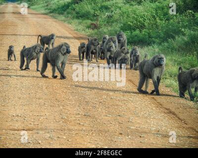 Serengeti National Park, Tanzania, Africa - February 27, 2020: Baboons on the side of the road in Serengeti National Park, Tanzania Stock Photo