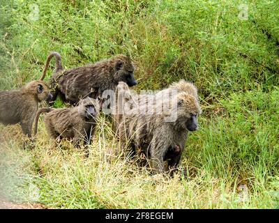 Serengeti National Park, Tanzania, Africa - February 27, 2020: Baboons on the side of the road in Serengeti National Park, Tanzania Stock Photo