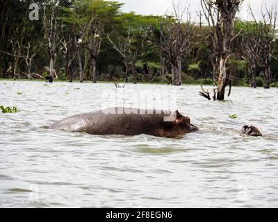 Lake Naivasha, Kenya, Africa - February 25, 2020: Hippos swimming through Lake Naivasha in Kenya, Africa Stock Photo