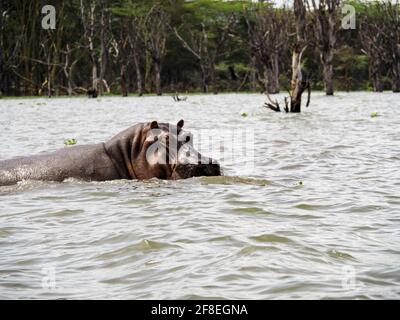 Lake Naivasha, Kenya, Africa - February 25, 2020: Hippos swimming through Lake Naivasha in Kenya, Africa Stock Photo