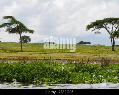 Lake Naivasha, Kenya, Africa - February 25, 2020: Crescent Island in the middle of Lake Naivasha, Kenya, Africa Stock Photo