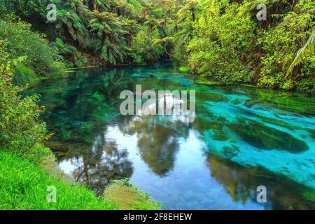 The Blue Spring, a tourist attraction near Putaruru, New Zealand. Native trees are reflected in the crystal-clear waters Stock Photo