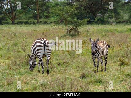 Zebras grazing along the Savannah in Lake Nakuru, Kenya, Africa Stock Photo